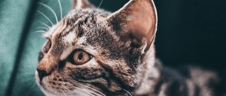 nettoyer les oreilles du chat